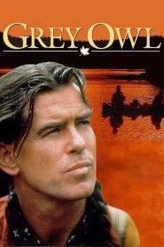 Grey Owl – Gufo grigio